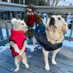 Waterproof Furry Jacket for Dogs of All Sizes - Image 4
