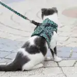 2024 New Year Hot Sale Cat Dogs Vest Harness and Leash Anti-break Away Chest Strap Cat Clothes - Image 2