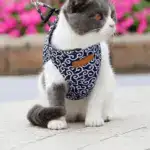 2024 New Year Hot Sale Cat Dogs Vest Harness and Leash Anti-break Away Chest Strap Cat Clothes - Image 5