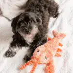 Floppy Lobster Interactive Dog Toy - Image 3