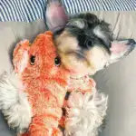 Floppy Lobster Interactive Dog Toy - Image 4