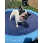 Non-Slip Splash Pad for Kids and Dog - Image 12