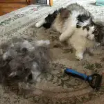 Pet Grooming Brush – Double Sided Shedding And Dematting Undercoat Rake Comb - Image 7