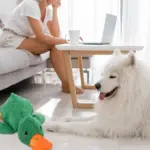 Quack-Quack Duck Dog Toy