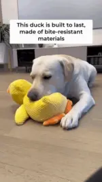 Quack-Quack Duck Dog Toy - Image 7