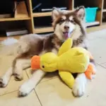 Quack-Quack Duck Dog Toy - Image 8